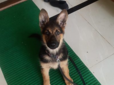 German shepherd