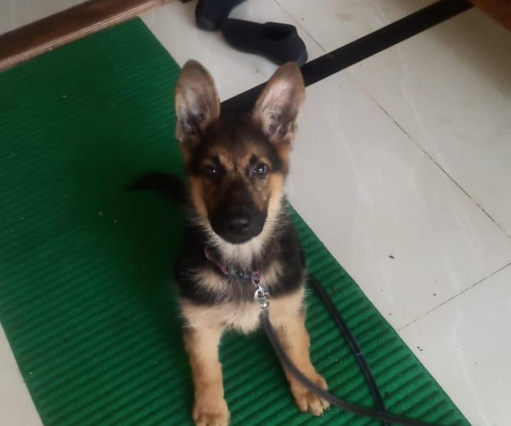 German shepherd