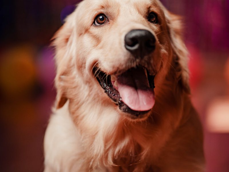 Golden Retriever