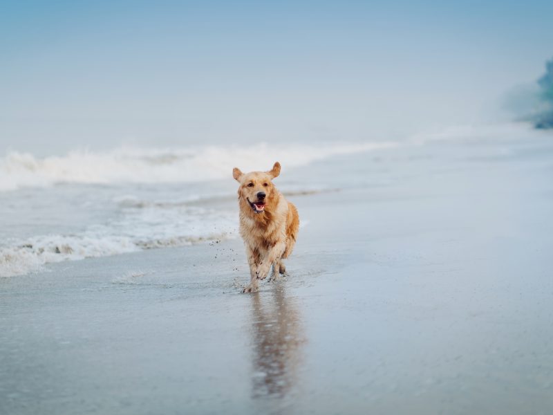 Golden Retriever