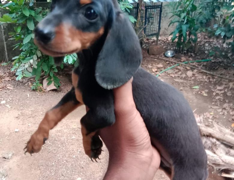 Dachshund