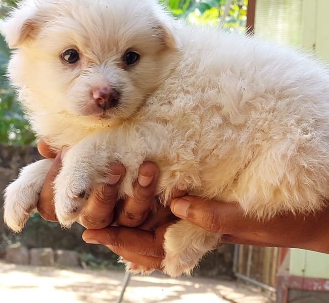 Minipom