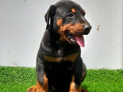 Doberman