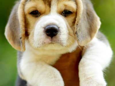 Beagle