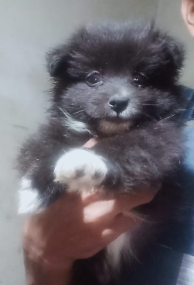 Minipom