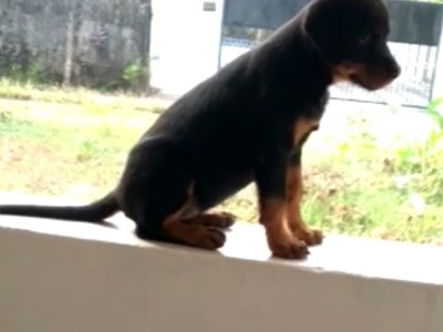 Rottweiler