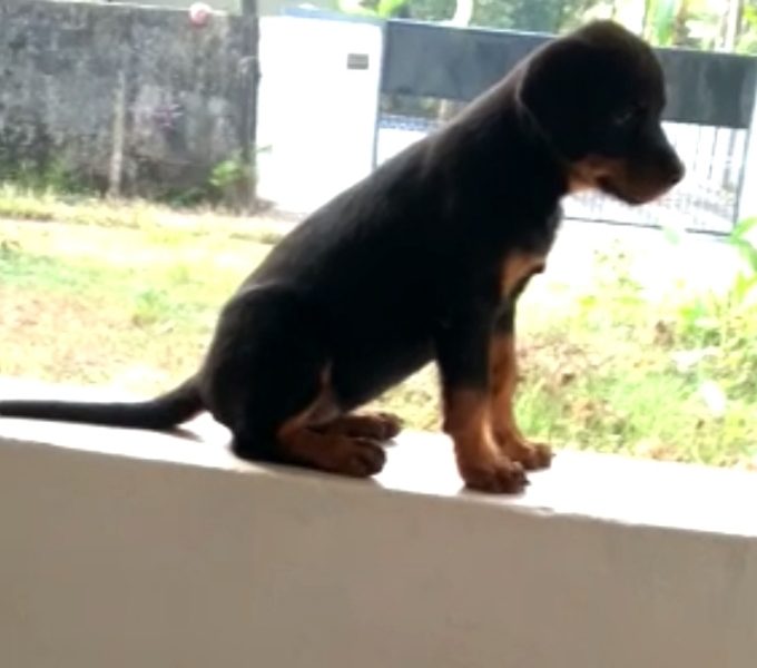 Rottweiler