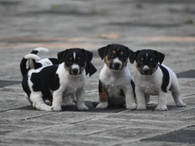 Jack Russel Terrier