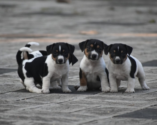 Jack Russel Terrier