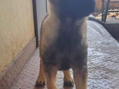 German shepherd