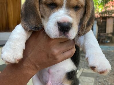 Beagle