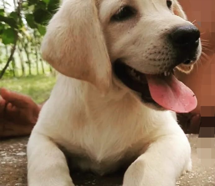 Labrador