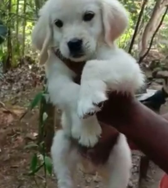 Golden Retriever