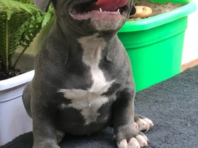 American bully