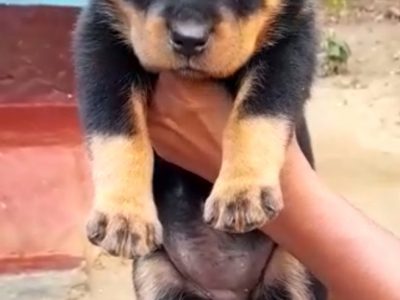 Rottweiler