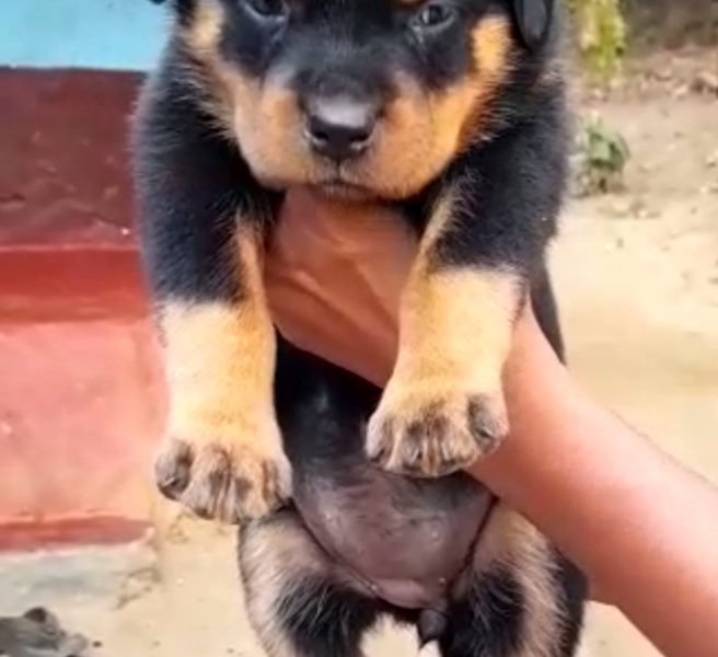 Rottweiler