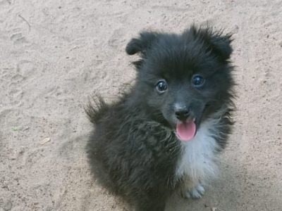 Minipom