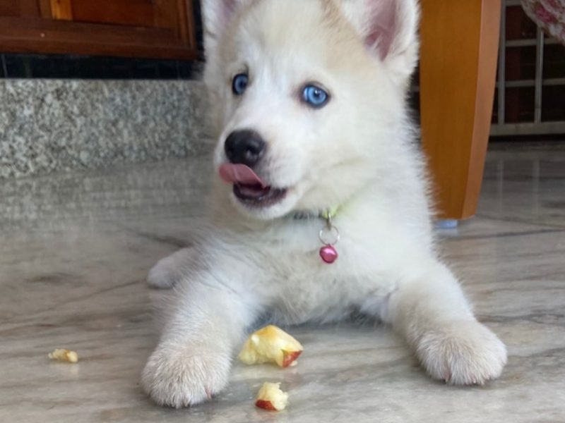 Husky