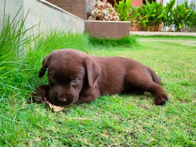 Labrador