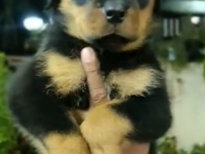 Rottweiler