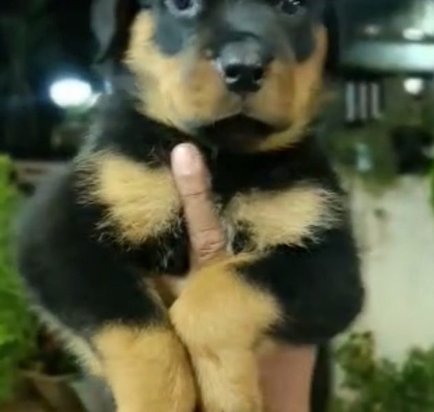 Rottweiler