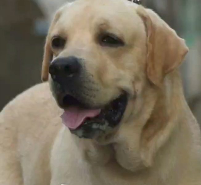 Labrador