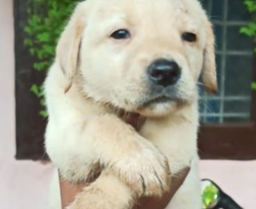 Labrador