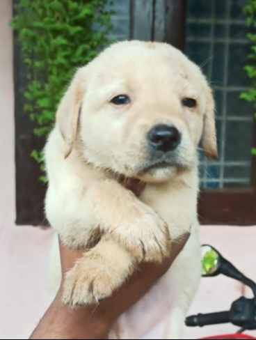 Labrador