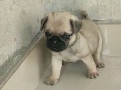 Pug