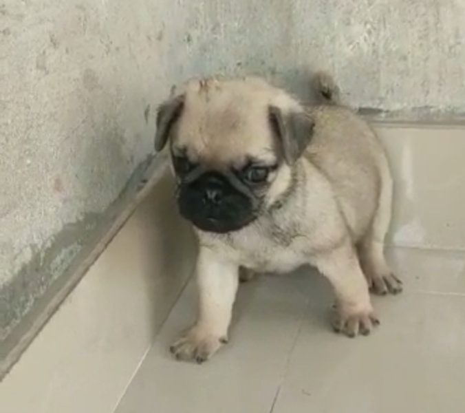 Pug