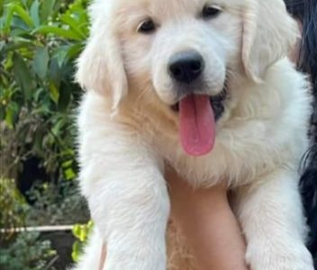 Golden Retriever