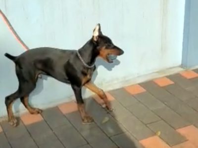 Doberman