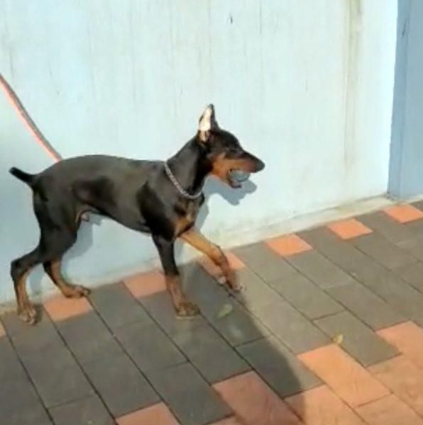 Doberman