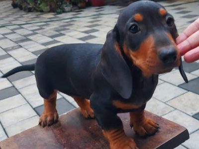 Dachshund