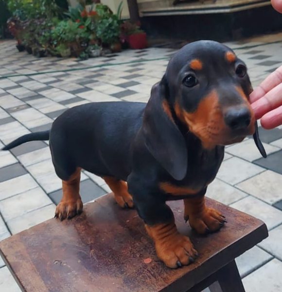 Dachshund