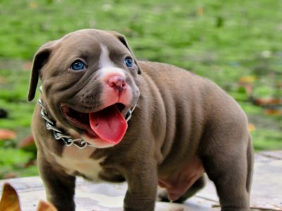 American bully