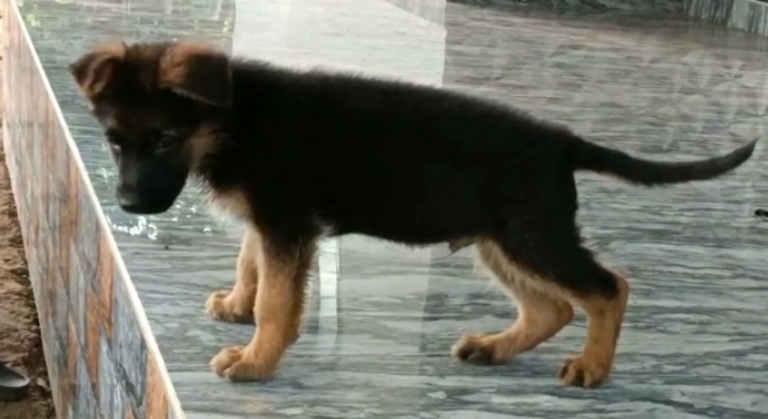 German Shepherd