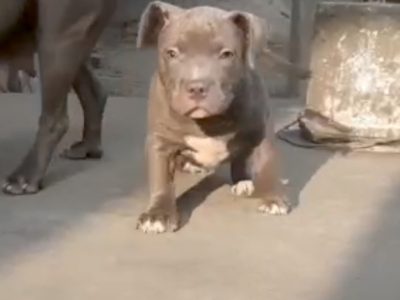 American Bully