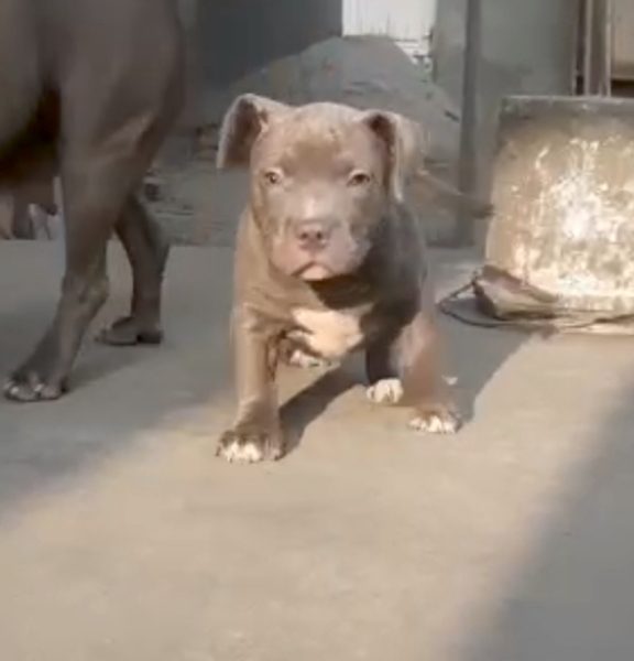 American Bully