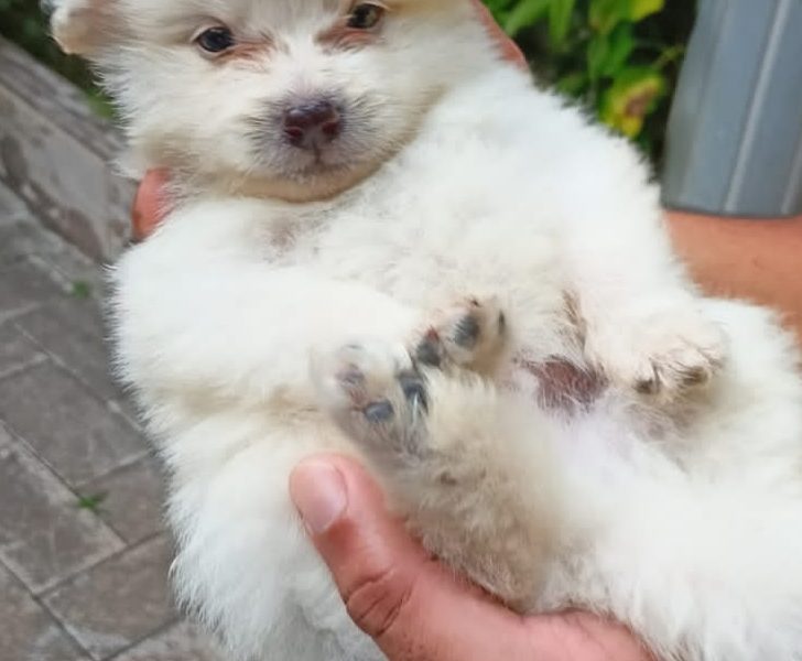 Minipom