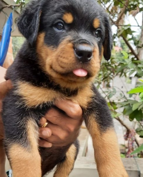 Rottweiler