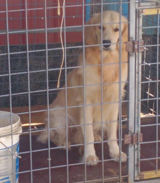 Golden Retriever