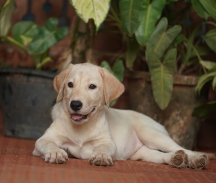 Golden Retriever