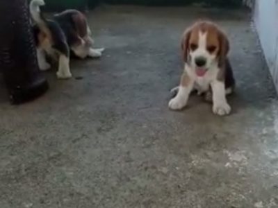 Beagle