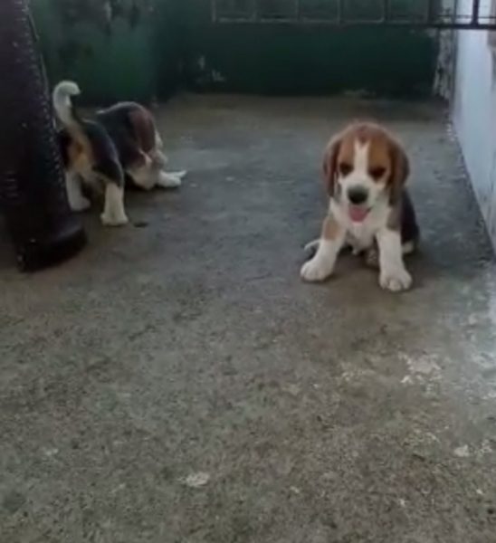 Beagle