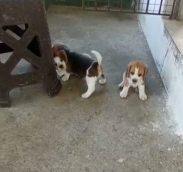 Beagle