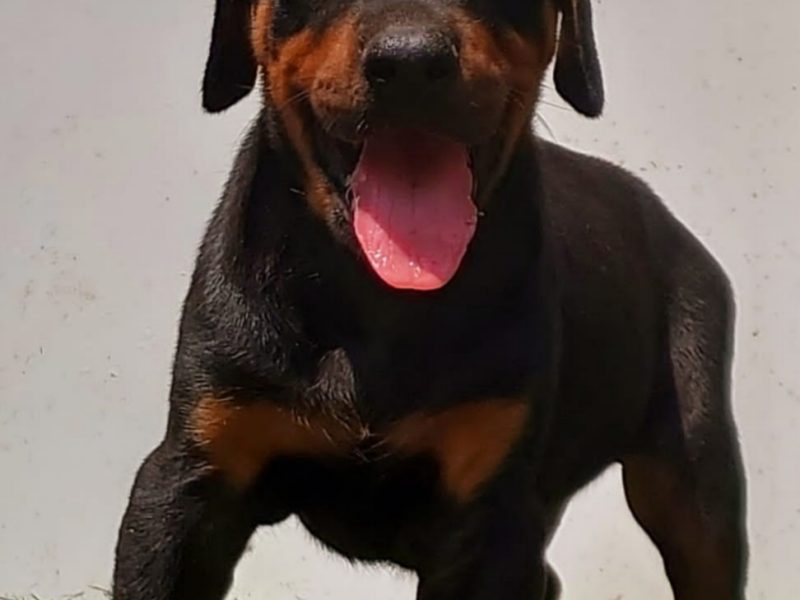 Doberman