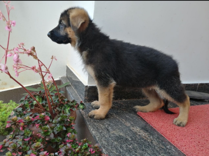 German Shepherd