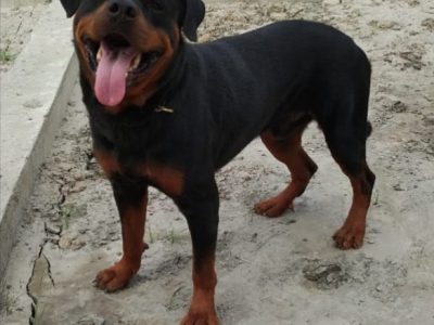 Rottweiler