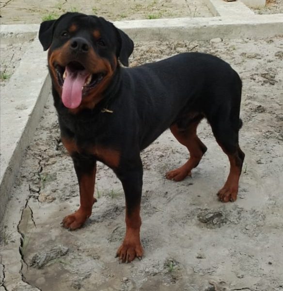 Rottweiler